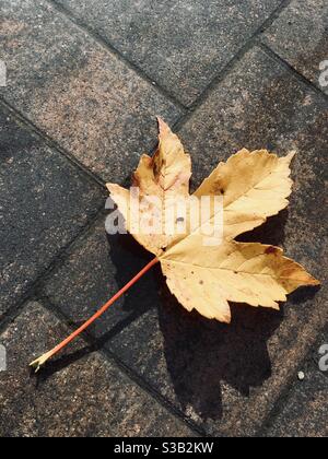A yellow maple leaf on wet cobble stone in autumn fall Stock Photo