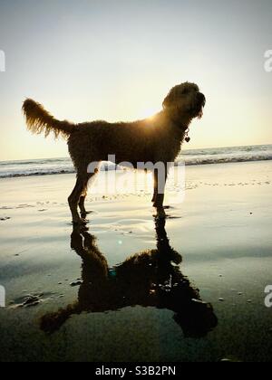 A silhouette of a labradoodle on the beach at sunset. Stock Photo