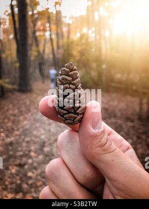 Man’s hand holding a dry pine cone Stock Photo