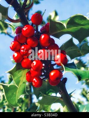 Red holly berries against blue sky. Scotland, November. Stock Photo