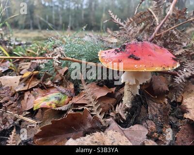 An amanita muscaria aka fly amanita or fly agaric mushroom sits on mossy woodland floor surrounded by crisp brown leaves and ferns in a woodland scene.