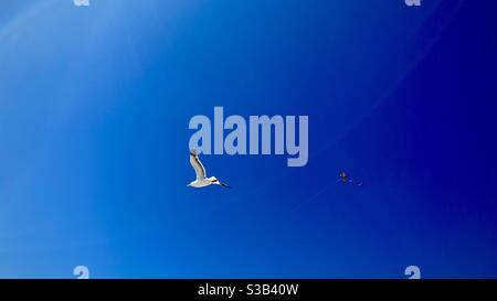 Seagull flying against a deep blue sky with a kite flying nearby Stock Photo