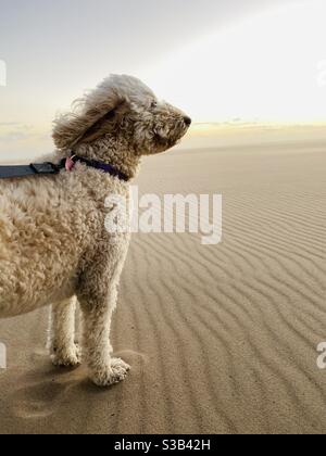 A white labradoodle on a windy beach. Stock Photo