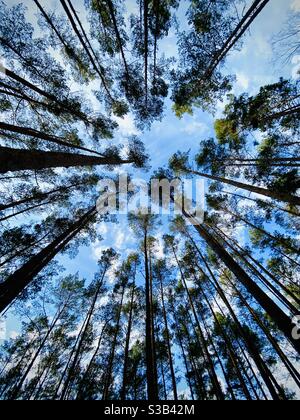 Looking up in a forest of trees.  Neuhofer, Germany. Stock Photo