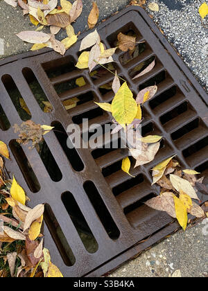 Fall leaves in street gutter Stock Photo