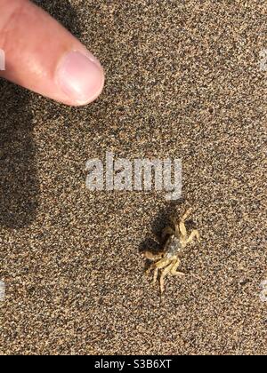 Tiny baby crab on sandy beach Stock Photo