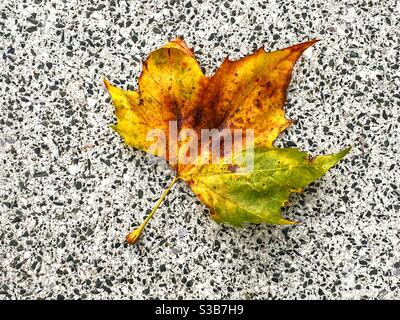 Dead leaf resting on the specked pattern of a patio slab Stock Photo