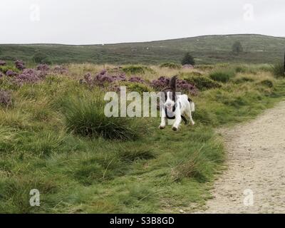 A happy Sprocker spaniel running on Ilkley Moor, West Yorkshire Stock Photo