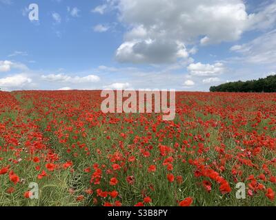 Poppy field in full bloom Stock Photo