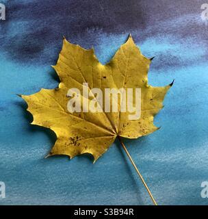 Single yellow autumn leaf on a blue background Stock Photo