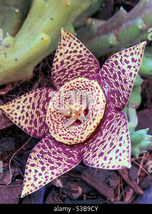 What a star! The variegated yellow and maroon Stapelia flower or starfish plant is a strange succulent that looks stunning but smells like rotting meat to attract flies Stock Photo