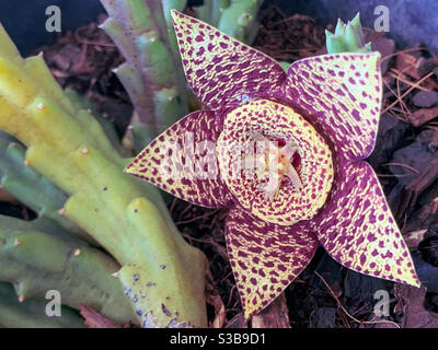 The variegated Carrion flower or Starfish plant, a weird succulent that looks stunning but stinks like rotting meat to attract flies Stock Photo