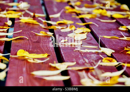 Bright yellow fallen leaves on brown boards Stock Photo