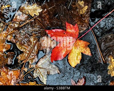 Colourful maple leaf on wet footpath in autumn. Stock Photo