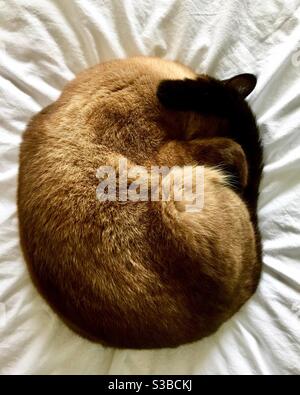 A traditional Siamese cat sleeping curled up on bed Stock Photo