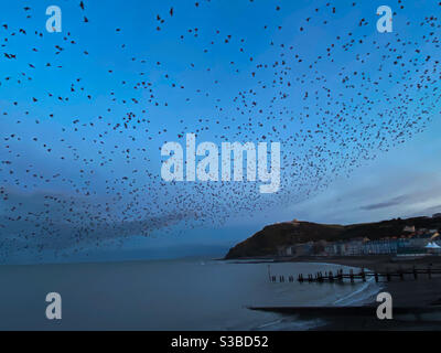 Aberystwyth, West Wales, UK. Monday 23rd November. News: thousands of starlings burst out from under The Royal Pier. Photo Credit ©️ Rose Voon / Alamy Live News. Stock Photo