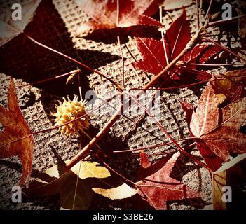 Fallen autumn leaves of a sweetgum tree and its fruit on concrete Stock Photo