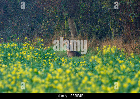 Roe deer laying down in an agricultural field Stock Photo