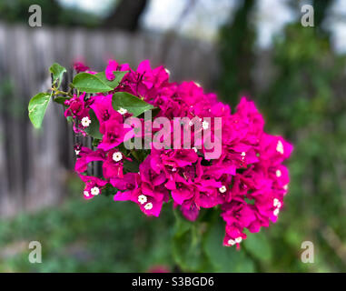 Closeup Pink Bougainvillea Flowers Stock Photo