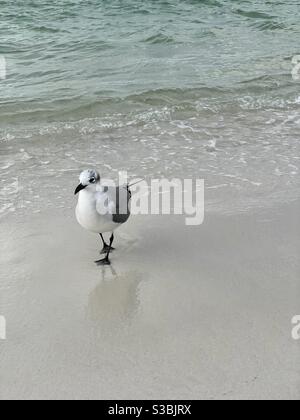 Single seagull walking the shoreline on Florida beach Stock Photo