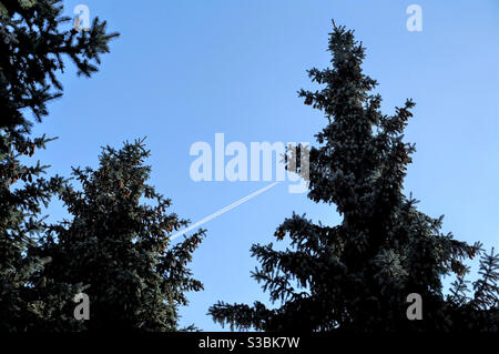 Airplane trail in the form of a white stripe between the tops of the fir trees Stock Photo