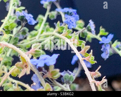 Forget me nots, tangled stems of tiny blue flowers and green leaves growing in the garden Stock Photo