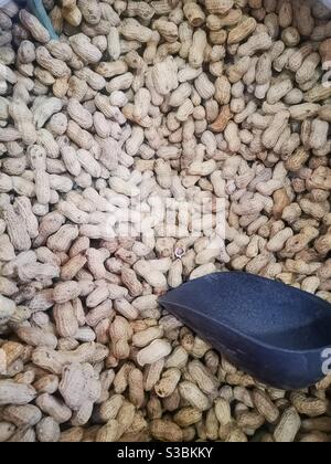 Peanuts in their shell. Stock Photo