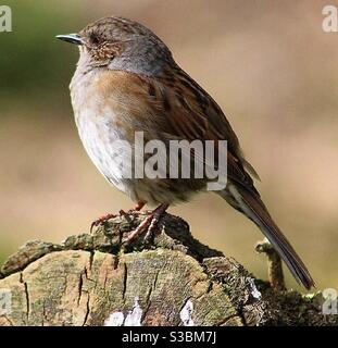 This Dunnock was captured at Westport Lake in Stoke on Trent. A common bird also known as a Hedge Sparrow. Stock Photo