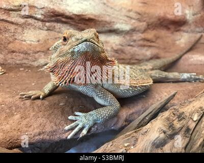Pet bearded dragon lizard, pogona vitticeps,in a terrarium showing her beard as a warning Stock Photo