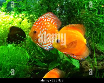 Discus fish in an aquarium Stock Photo