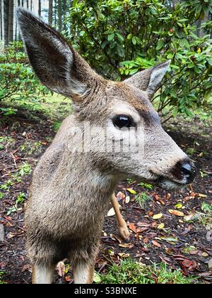 Young black-tailed deer in Eugene, Oregon. Stock Photo