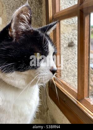 Curious cat at window Stock Photo