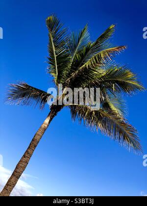 Single palm tree against a deep blue sky with a small cloud below. Stock Photo