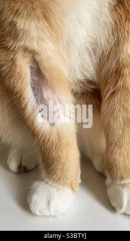 Ginger cat with vet shaved right leg Stock Photo