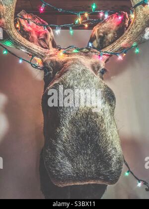 Moose head with Christmas lights Stock Photo