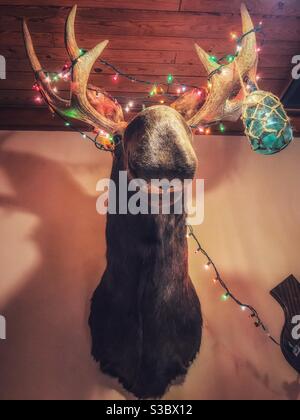 Christmas lights on moose head Stock Photo