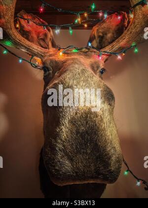 Colorful Christmas lights decorate moose head Stock Photo