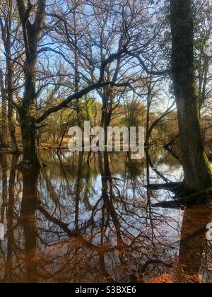 Ober Water in the New Forest National Park Stock Photo