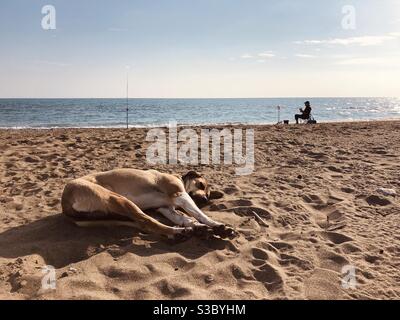 Stray dog sleeping on beach as person sits on a chair on the background Stock Photo