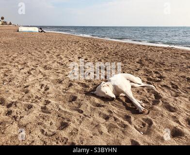 Stray dog sleeping comfortably on sandy beach Stock Photo