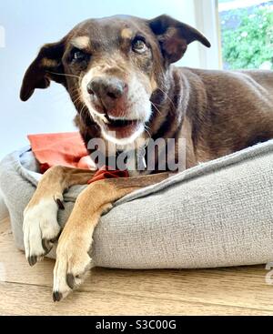 Brown dog laying down, opening side of mouth Stock Photo
