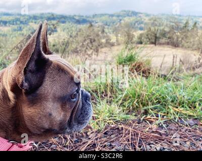 can bulldogs go on hikes