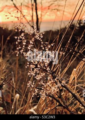 Pure Dew droplets forming on delicate wild grasses in winter Devon countryside at sunset Stock Photo