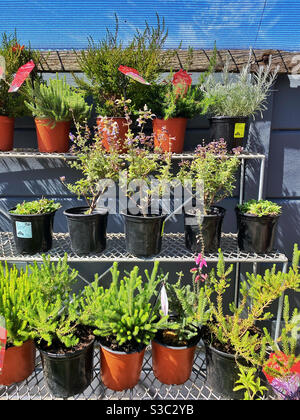 Rows of plants at nursery. Stock Photo