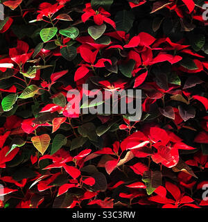 Croton leaves Stock Photo