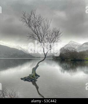 The lonely tree Stock Photo