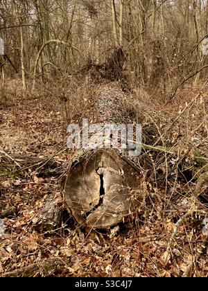 Fallen tree in the woods Stock Photo