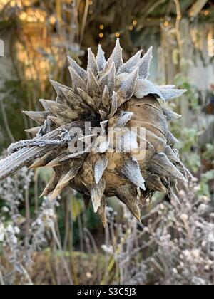 Frozen and frosted cardoon seed head in winter cottage garden Stock Photo