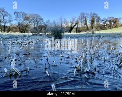 Frozen puddle with wild English grasses growing through ice in wild English field in the countryside on a winter morning Stock Photo