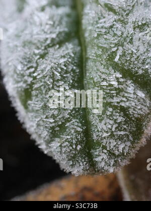 Green frozen leaf with ice crystals Stock Photo